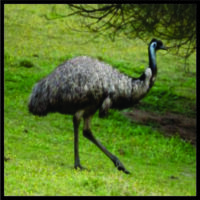 Emu Feathers