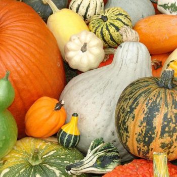 Pumpkin & Gourds Silicone Molds